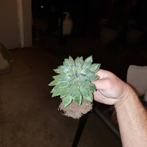 Echeveria 'orange Monroe' - Etsy