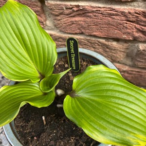 Viola added a photo of their purchase