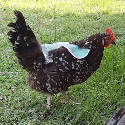 Chicken Saddle Chicken Apron Hen Protector FLEECE WING - Etsy Canada
