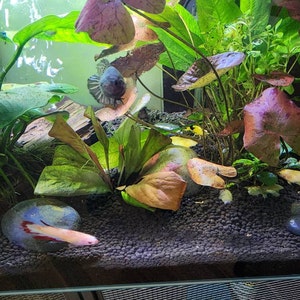 Cheryl adicionaram uma foto da sua compra