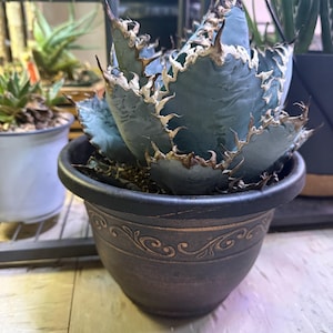Agave Titanota, Chalk Agave Live Succulent Plant - Etsy