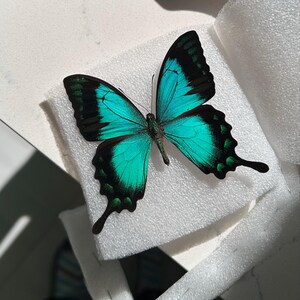 アオアゲハ、インドネシア産 A1グレード 羽閉じ/羽広げ 希少 - Etsy 日本