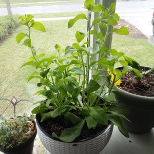 Tomato seed Riddle | Etsy