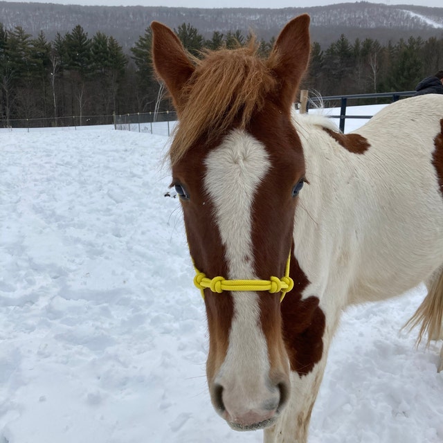 Custom Handmade Rope Halters with Snaps by DODKRopeHalters on Etsy