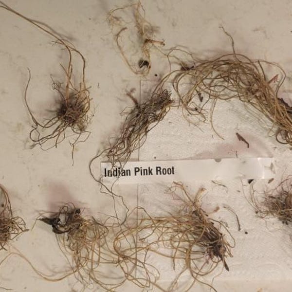 Pink Roots Only 10 Indian Pink Root Live Bare Root Systems - Etsy
