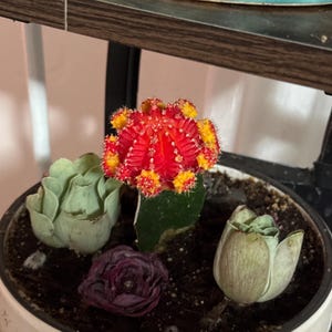 Cindy hat ein Foto des gekauften Artikels hinzugefügt