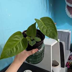 Ivie added a photo of their purchase