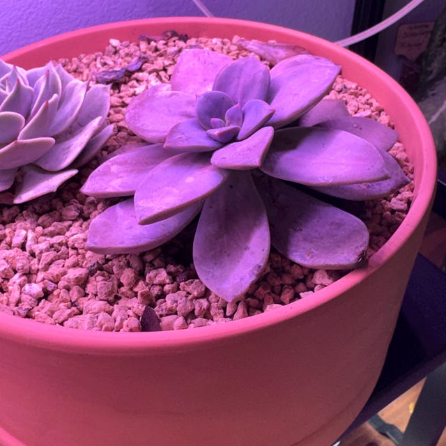 2”, 4”, 6” Graptopetalum Superbum – Lavender Rose Succulent – Rare