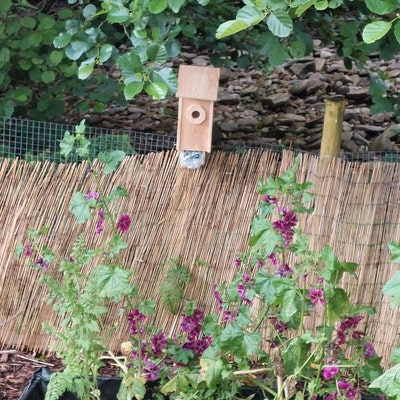 Barred Owl Nesting Box With Solar Powered PIR Wifi Camera Opossum