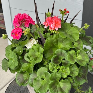 Dawntreader added a photo of their purchase
