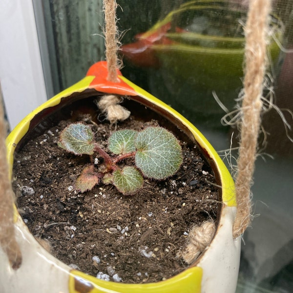 Peperomia Happy Bean Zimmerpflanze - 15-25cm Luftreinigende Sukkulente