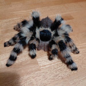 リアルなタランチュラ、可動式棚飾り、壁掛け式フェイク剥製、珍品