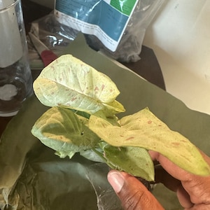 Tyonie added a photo of their purchase