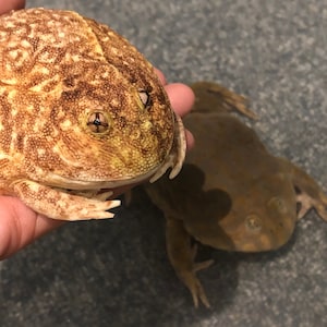 ammyt added a photo of their purchase