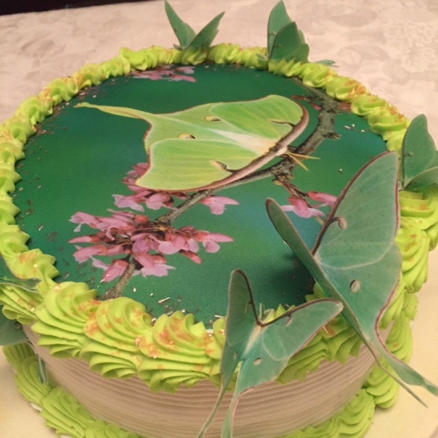 Luna moth cake 👌  Bug birthday cakes, Luna moth, Butterfly cakes