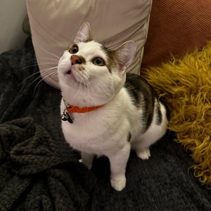 Meow added a photo of their purchase