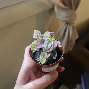 Anna added a photo of their purchase