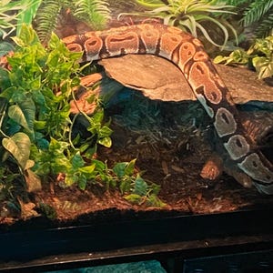 Amia added a photo of their purchase