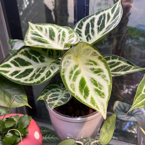 Cory added a photo of their purchase