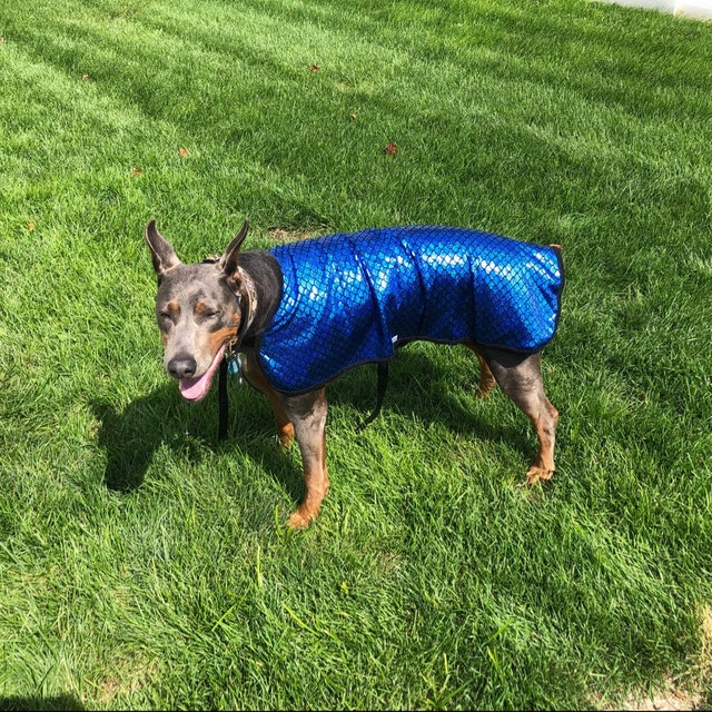 Extreme Winter Dog Coat Tough dog coat custom dog coat Etsy
