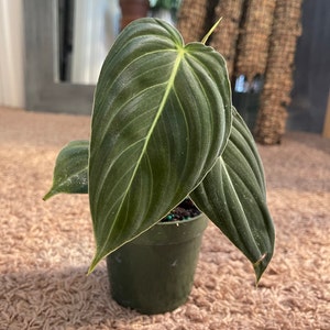 Carter a ajouté une photo de son achat