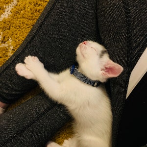 Eve さんが購入した商品の写真を追加しました