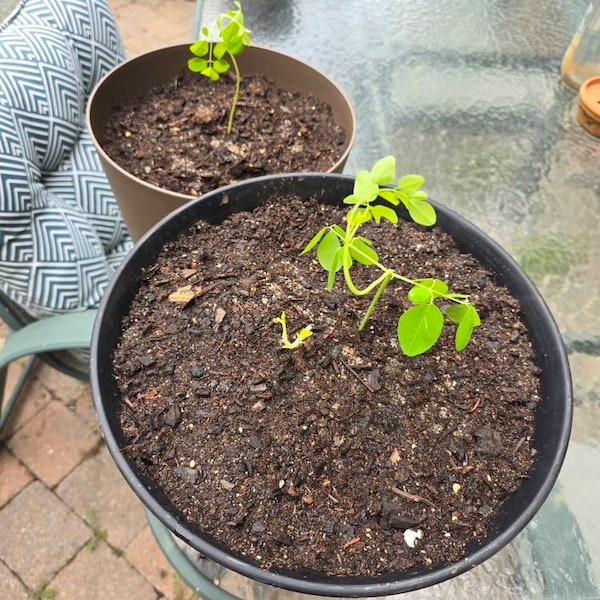 Moringa Seeds For Planting Canada Moringa Tree Seeds For Planting - 20  Seeds, Grow Your Own Bonsai Or Garden Tree (Seeds Only) Live Bonsai Tree