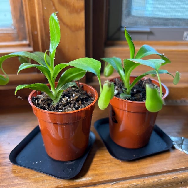 Viking X Ampullaria Black Miracle 2” Pot (ALL STARTER PLANTS