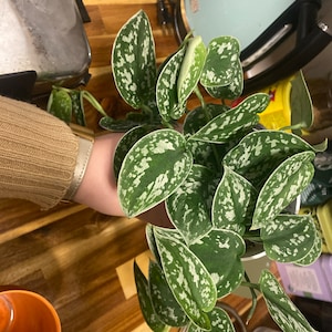 Natasha added a photo of their purchase
