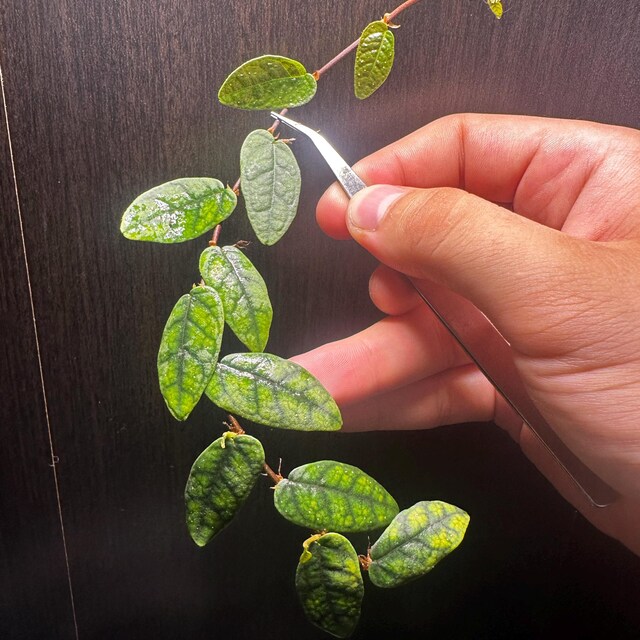 Ficus Sp. North Sumatra [cutting] - Etsy