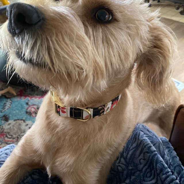 MuttsnBones Unique Dog Collars Leashes and More by MuttsnBones