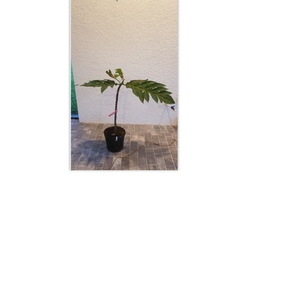 4 Inch Tall HAWAIIAN HAPU'U TREE Fern Plant From Hawaii - Etsy