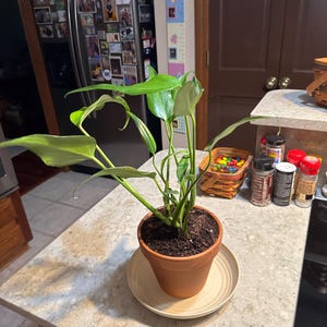 Sandra added a photo of their purchase