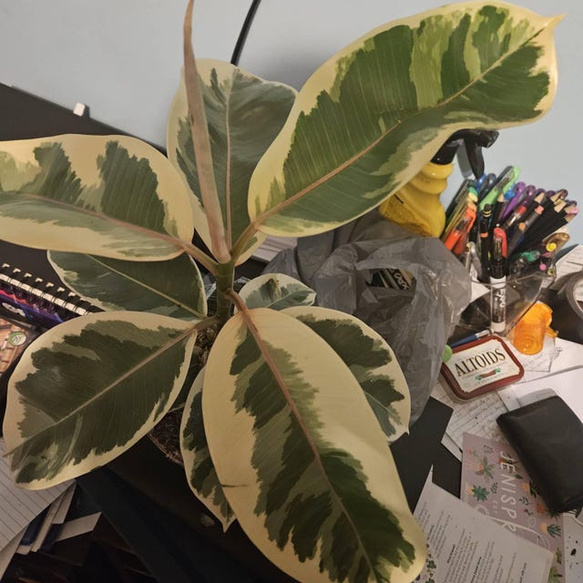 Hoya Krinkle 8 Albomarginata – Variegated Wax Plant – 4” Pot - Etsy