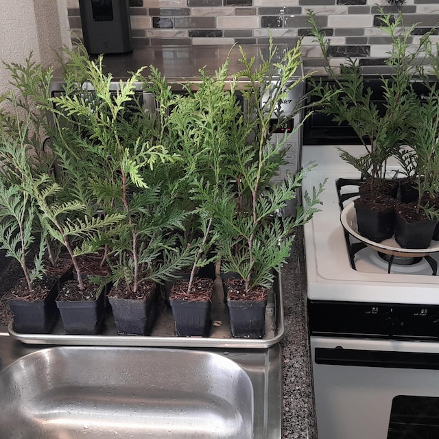 25 Thuja Green Giant Arborvitae Plants 2 1/2