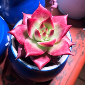 Monique added a photo of their purchase