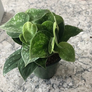 Alexia added a photo of their purchase