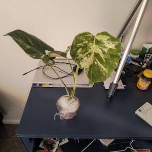 Sabino added a photo of their purchase