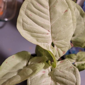 Suzzanne hat ein Foto des gekauften Artikels hinzugefügt