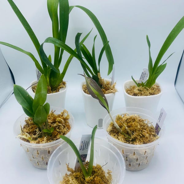Surprise Orchid Plug Bundle Extras Over 300 Different Orchids in Stock ...