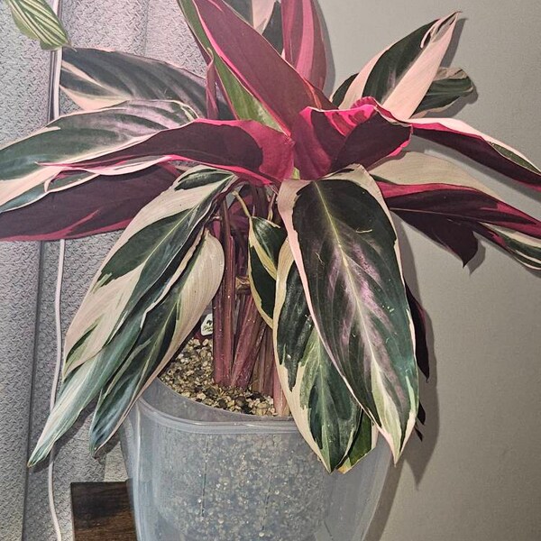 Aglaonema Red King : Indoor Plants Easy Care Houseplant Starter Plant ...