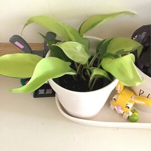 coliex0xlove added a photo of their purchase