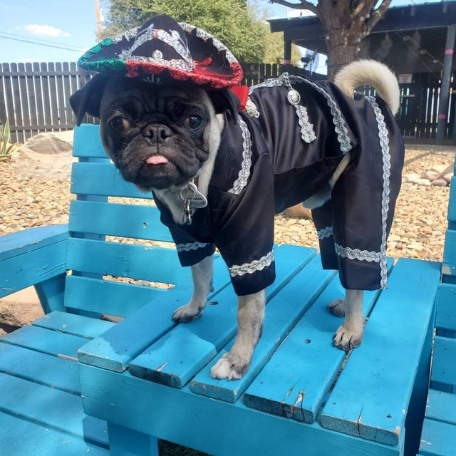 Charro top dog costume