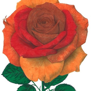 Stephanie ha añadido una foto de su compra