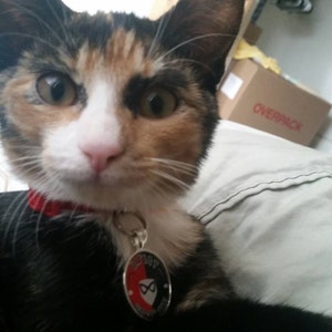 Harley quinn dog tag sale