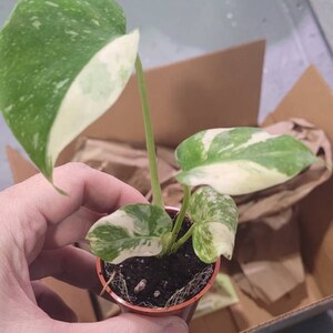 Comprador de Etsy ha añadido una foto de su compra