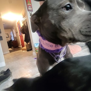 Custom Ribbon Display, Dog Award Ribbon Display Rack, Dog Rosette ...