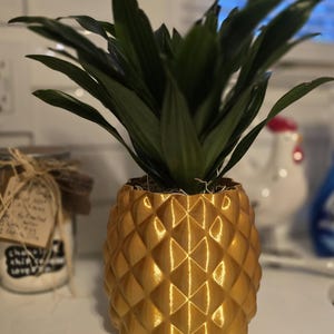 burgundy princess philodendron for sale Philodendron Burgundy Princess