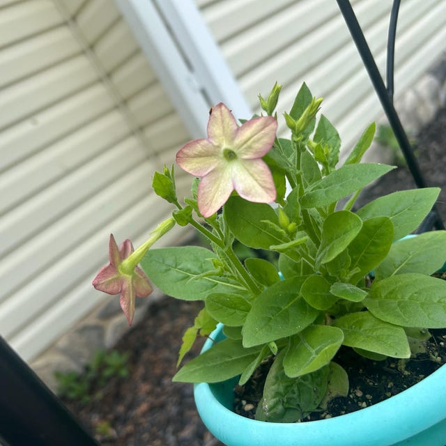 Rare Avalon Lime Purple Bicolor Jasmine Tobacco Seeds, PELLETED