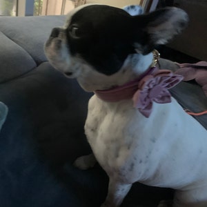 Pellot added a photo of their purchase